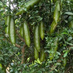 Green Finger Lime Tree Live, 1-2ft Tall, Citrus Plant 1 Gallon Pot, Finger Lime Citrus Tree, Well Rooted Fruit Plant