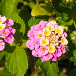 Live Lantana Plant, Perennial Lantana, Vibrant Flower Colors, 4 Inch Pot for Indoor or Outdoor Planting (Pink Flowers)