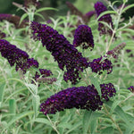 Black Deep Purple Buddleia Butterfly Bush Plant Live, 5-9" in Tall, No Pot, Perennial Bushes Ready to Plant in Spring Outdoor Gardening, Dormant in Winter