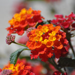 Orange Lantana Plants Live for Outdoor Planting, No Pot, 5-9 Inches Tall, Vibrant Color