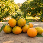 Live Tangerine Citrus Tree, 1-2 Ft Tall in 1 Gallon Pot, Fruit Bearing Tree for Indoor Outdoor Patio Garden and Home Growing