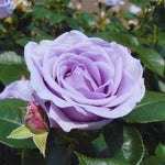 Roses Live Plant, Climbing Rose Plant Live from 5'' Tall, Bush Shrub Plants, Fragrant Flower Garden (Lavender)