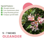 Pack of 2 Mix Oleander Plant Live, Multicolor Oleander Live Plant, 5 to 7 Inches Tall, Flowering Ornamental Shrub, Easy Care Outdoor Plant