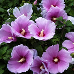 1 Althea Rose of Sharon Bush Live Plant 8-14 Inch Height, Pink Hibiscus Plant Live Bareroot, Hibiscus Syriacus Flowers