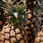 Set of 2 White Jade Pineapple Live Plants, 4-6" Tropical Pineapple Plants for Indoor Outdoor Growing, Patio Container Garden, No Pot, Fast-Growing