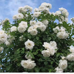Climbing Roses Live Plants, Rose Bushes Ready to Planting, No Pot, Cut Back, Well Rooted, 6-8 Months Old (White)