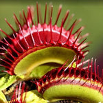 3 B52 Giant Venus Flytrap Plants Live in Pot, Starter Size, Easy to Grow Tropical Plant Terrarium Indoor Outdoor