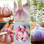1/2 LB Large Garlic Bulbs for Planting in Fall, High Yield Hardneck Garlic Cloves Seeds, Fresh, Cold Hardy and Fast Growing, Various Varieties