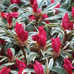 Red Silver Leaf Azalea Live Plant Tree for Planting, 5 to 10 Inc Tall, Well Rooted, No Pot Azalea Red Flowers Variegated Leaf Rhododendron Bush Shrub
