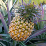 Gold Pineapple Plants Live, Fragrant Pineapple Tree, Edible and Fruit Bearing for Gardens and Patios, 4 to 6 Inches Height