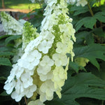 Set 2 Hydrangea Live Plants, Oak Leaf White Hydrangea Bushes Shrubs Trees Live Plants in 4” Pot, Live Hydrangea Well Rooted for Planting