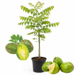 June Plum Tree Live Plant, 2-3 Feet Tall in 1 Gallon Pot, Tropical Fruit Tree
