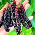 2 Pakistan Mulberry Plants Live for Growing, 6-8 Inch Height, Pakistan Mulberry Fruits Tree, Long Mulberries Tree Home Garden