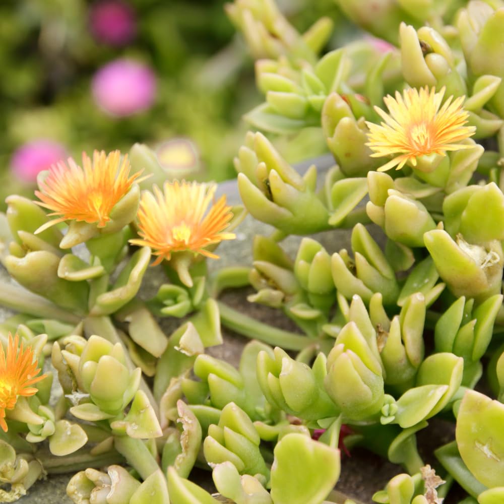 Delosperma Ice Plant Live in 4'' Pot, Hardy, Low-Maintenance Flowering Succulent Groundcover for Outdoor Gardens and Containers (Yellow Ice Plant)