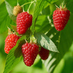2 Raspberry Plants Live for Planting, Raspberry Bush Live Plants, Size 5-8 Inch Tall, Sweet Raspberry Trees, Well-Rooted (Red Raspberry)