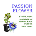 Pack 2 Passion Flower Plants, Passiflora Vine Flowering Plant 4-7 Inch Tall, Indoor Outdoor Planting (Light Blue)
