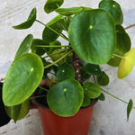 Pilea Peperomioides Plant Live, Money Live Plant, 5 to 7 Inc Height, Houseplant Indoor and Outdoor, Easy to Plant