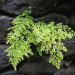 5 Maidenhair Fern Roots for Planting, Fern Live Plants for Gardening 4 to 6 Inc Tall