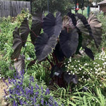 Colocasia Elephant Ears Live Plant, Alocasia Plant, Esculenta Taro Live Houseplant, 5-7 Inc Tall (Black Leaf and Stem)