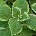 Set 3 Variegated Cuban Oregano Plants Live Mexican Mint Plant, Spanish Thyme Starter Plants from 4 Inc in Height, Fragrant Herb Well Rooted