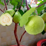 White Guava Tree Live Plant Starter Size, 7-12" in Tall, Outdoor Tropical Fruit Tree Fragrant and Sweet, Dormant in Winter