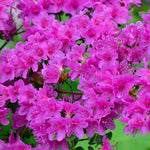 Purple Azalea Live Plant, Rhododendron Flowering Shrub for Outdoor Planting, 10 Inches Tall, Hardy Azalea Bush for Landscape and Garden