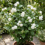 Maid of Orleans Jasmine Plant Live 4-7 Inches Tall, Fragrant Flowering Vine for Garden, Patio Containers and Indoor Growing