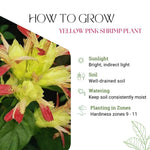 Yellow Pink Shrimp Plant Live, Live Shrimp Shrubs Plant, 5-7 Inches Tall, Easy Care Houseplant, Fragrant Blooms, Indoor Outdoor Growing