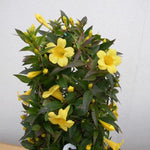 2 Yellow Jasmine Plant Live, Jasmine Flower Plants, 5 to 7 Inc