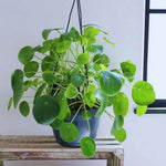 Money Plant, Pilea Peperomioides Plant Live, 5 to 7 Inches Tall, Money Live Plant for Garden