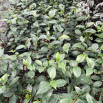 Red Camellia Plants Live in 4" Pot, Starter Size 6-12 Inches in Tall, Vibrant Pink Bloom for Outdoor Planting