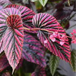 Live Begonia Plant, Indoor Flowering Houseplant, 4-8 Inches Tall, for Indoor or Outdoor Gardens (Red Green Foliage)