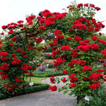 Climbing Rose Live Plant Well Rooted, No Leaf, Ready to Plant Indoor Outdoor, Climber Rose Bush, Hybrid Tea Rose Like, Very Fragrant, Long Bloomer (Don Juan)