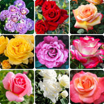 2 Mix Rose Bush Live Plants, 20+ Varieties Heirloom Rose Plants Live for Planting, Fragrant Rose Flowers Well Rooted Starter Plant 5-9 Inch Tall