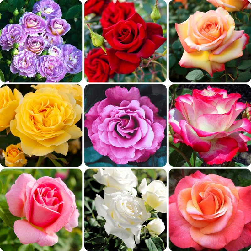2 Mix Rose Bush Live Plants, 20+ Varieties Heirloom Rose Plants Live for Planting, Fragrant Rose Flowers Well Rooted Starter Plant 5-9 Inch Tall