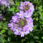 Pack 4 Light Lavender Perennial Verbena Plants, Light Purple Verbena Live Plants, Verbena Flower Trailing Plants Live for Planting, Verbena Plants in Zones 7 to 11