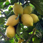 Live Meyer Lemon Tree Plant, Fragrant Citrus Tree, 2-4 Inches Tall in 4 Inch Pot for Growing