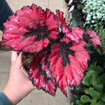 Red Begonia Plant Live 4-6 Inches, Starter Begonia Well Rooted, Colorful Foliage Plant for Indoor Decor and Patio Pots