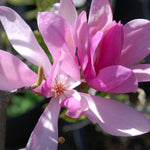 Magnolia Tree Live Plant 6-12 Inch Height, Fragrant Magnolia Plant Live to Grow, Magnolia Bush Flowers (Ann Magnolia)