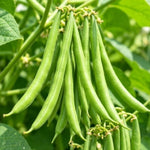 Live Green Bean Plant, Bean Bush Plants, 3-5 Inches Tall