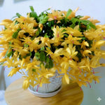 4 Christmas Cactus Plants Live, 5-9 Inch Tall (Yellow)