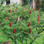 2 Smooth Sumac Trees Live Plants Bare Roots, Dormant 1-2 Feet Tall, Hardy Shrub Fragrant Ground Cover for Landscaping
