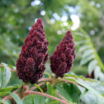 2 Black Sumac Trees Live Plants Bare Roots, Dormant 1-2 Feet Tall, Hardy Shrub Fragrant Ground Cover for Landscaping