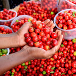 Set of 3 Acerola Cherry Trees Live Plant, 5-10 Inch Tall Tropical Fruit Plants, No Pot, Outdoor Cherry Plant in Spring, Cold Hardy