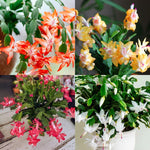 4 Christmas Cactus Plants, Thanksgiving Cactus 3-5 Inch Tall, Winter Succulents Flowers Container Hanging Basket Indoor Outdoor Planting