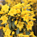 3 Yellow Carolina Jasmine Plants Live, 5 to 7 inches Long, Yellow Starter Climbing Jasmine Vines Plant Bare Root Flowers for Hedges Planting