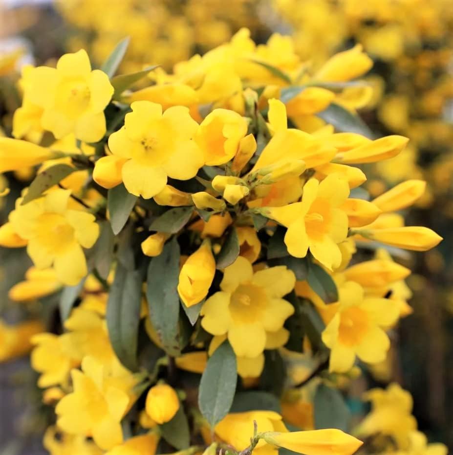 3 Yellow Carolina Jasmine Plants Live, 5 to 7 inches Long, Yellow Starter Climbing Jasmine Vines Plant Bare Root Flowers for Hedges Planting