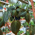 Philodendron Live Plant, Rare Variegated Houseplant 5-8 Inch Tall, Indoor Live Plant for Home or Office Decor, No Pot (Velvet Philodendron)