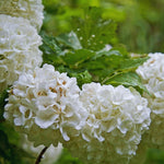 Set 4 Japanese Snowball Viburnum Bush Plants Live Bare Roots, Hardy Viburnum Snowball Plant Live Bush, 12-20 Inches Tall, No Leaves