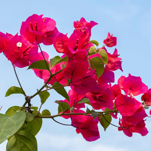 2 Bougainvillea Live Plants, Tropical Bougainvillea Flowering Vine, Fast Growing Outdoor and Container Plant, 4-8'' Tall (Vibrant Pink)